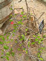 Euphorbe - Euphorbia Milli - Euphorbia Splendens (fam Euphorbiacees) (Madagascar) (02) (Photo F. Mrugala)